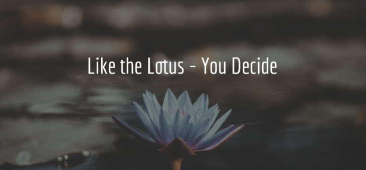 Like The Lotus, You Decide