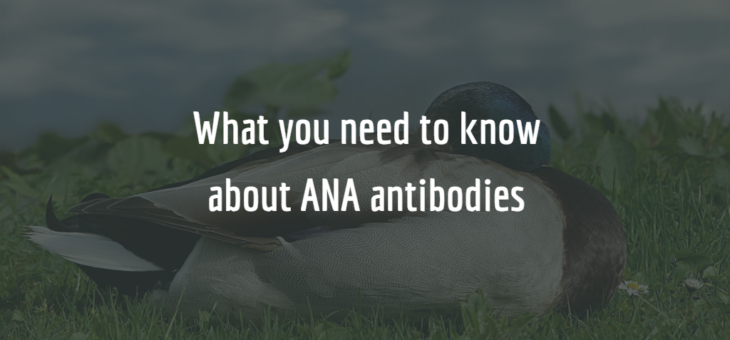 What you need to know about positive ANA