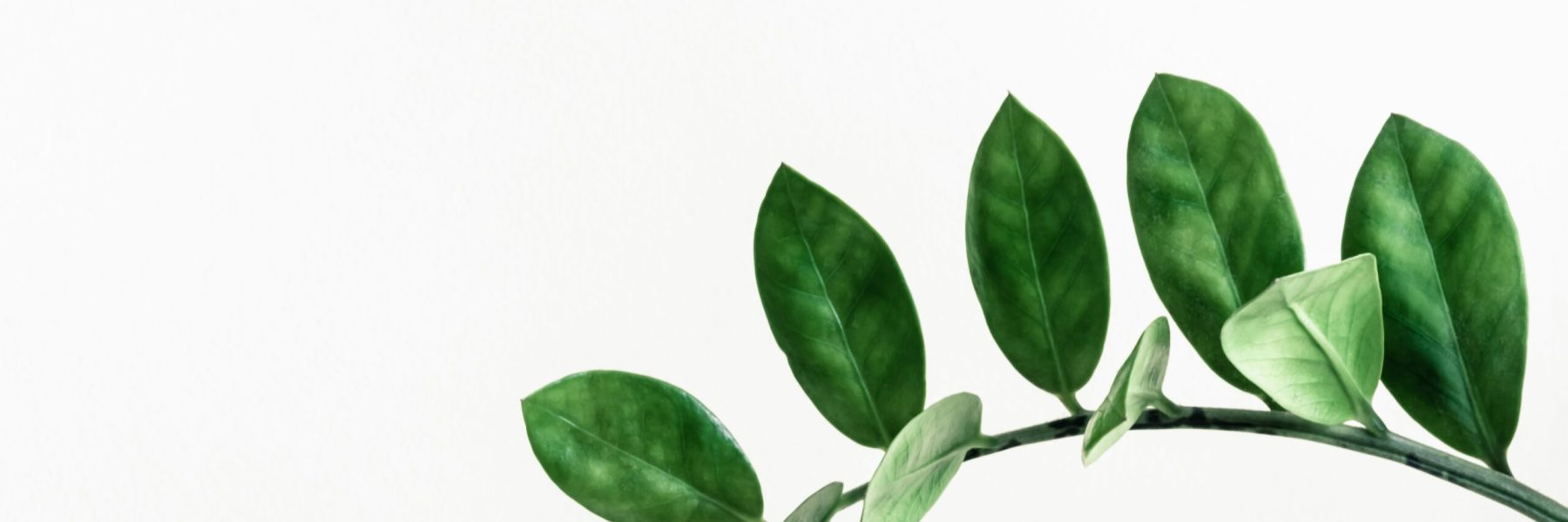 pawel-czerwinski-lWBZ01XRRoI-unsplash