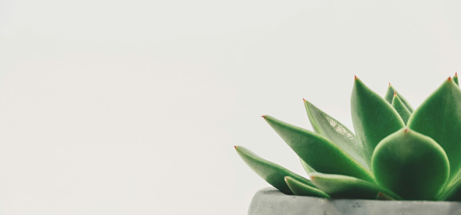 scott-webb-hDyO6rr3kqk-unsplash scott-webb-hDyO6rr3kqk-unsplash